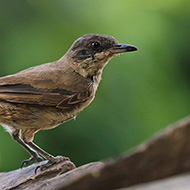 adulto col piumaggio abraso, luglio