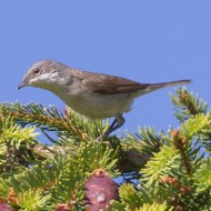 adulto, Lessinia (VR), 26.06.2011