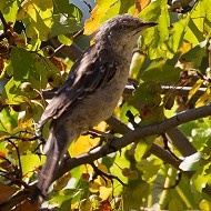 maschio 2cy?, agosto