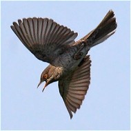 maschio, Monte Baldo (VR), 24.05.2009