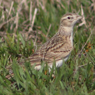 adulto, Mestre (VE), 3.04.2017