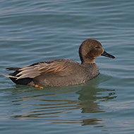 maschio, Peschiera del Garda (VR), 14.02.2018