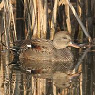 maschio, Mestre (VE), 7.11.2007