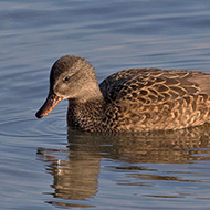 femmina, Peschiera del Garda (VR), 28.01.2018