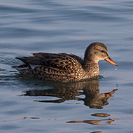 femmina, Peschiera del Garda (VR), 28.01.2018