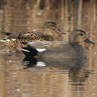 coppia, Mestre (VE), 25.11.2007