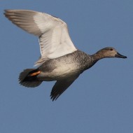 Vallesina (VE), 8.03.2014