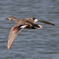 Boccasette (RO), 28.05.2016