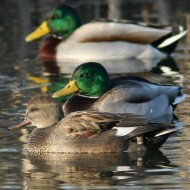 canapiglia con germani reali, Mestre (VE), 16.11.2007