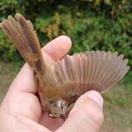 Valle Ghebo Storto (PD), 12.10.2023