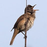 adulto, Lido Ronchi (VR), 24.05.2008