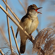 adulto, Lido Ronchi (VR), 27.04.2019