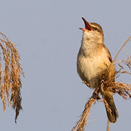 adulto, Lido Ronchi (VR), 24.05.2008