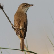 adulto, Mestre (VE), 25.05.2011