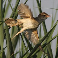 adulto, Vallesina (VE), 2.06.2011