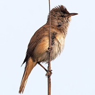 adulto, Lido Ronchi (VR), 24.05.2008