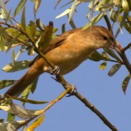 giovane, Lago di Garda (VR), 27.09.2014
