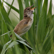 adulto, Ca' Noghera (VE), 25.06.2013