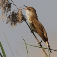 adulto, Mestre (VE), 25.05.2011