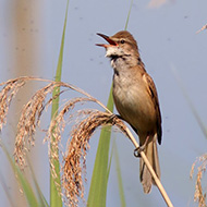 adulto, Lido Ronchi (VR), 30.05.2009
