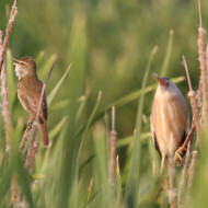 adulto con tarabusino, Mestre (VE), 8.05.2007