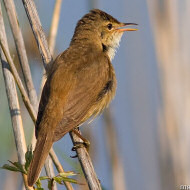 adulto, Lido Campanello (VR), 24.05.2008