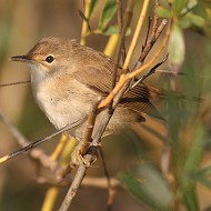 Mestre (VE), 18.09.2012