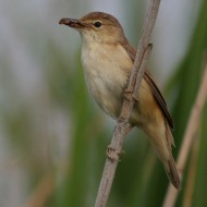 adulto, Tessera (VE), 27.06.2009