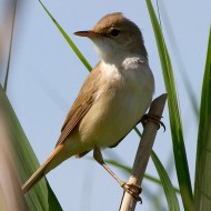 adulto, Nogara (VR), 18.05.2013