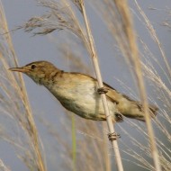 adulto, Mestre (VE), 7.07.2011
