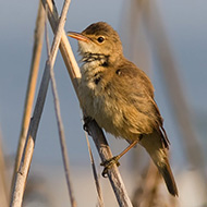 adulto, Lido Campanello (VR), 24.05.2008