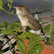 maschio, Tessera (VE), 14.06.2011