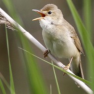 maschio, Tessera (VE), 2.06.2010