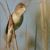 adulto, Oasi Gaggio (VE), 20.05.2007