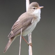 adulto, Ca' Pasqua (VE), 26.05.2012