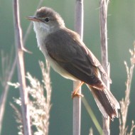 adulto, Mestre (VE), 27.05.2008
