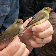 cannaiola verdognola (in primo piano) e canapino comune (a ds) in seduta di inanellamento, Verona, 25.04.2009