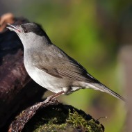 maschio, Verona, 1.01.2018