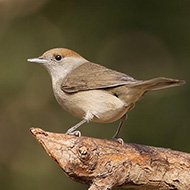 femmina, Legnago (VR), 28.08.2008
