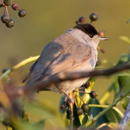 maschio, Vallesina (VE), 13.04.2010