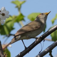 femmina, Mestre (VE), 20.04.2008