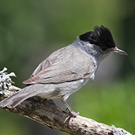 maschio, Monte Baldo (VR), 13.06.2017