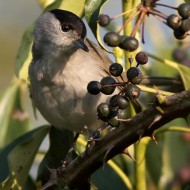 maschio, Vallesina (VE), 13.04.2010