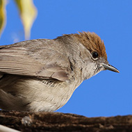 femmina, Punta San Vigilio (VR), 6.01.2019