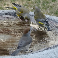 femmina con verdoni, Favaro Veneto (VE), 26.02.2018