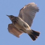 adulto in volo, Delta del Po (RO), 6.02.2016