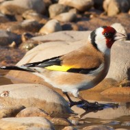 adulto (femmina?), dicembre