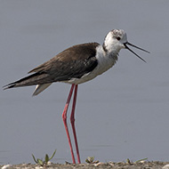 in allarme, Delta del Po (RO), 12.05.2018