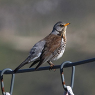 adulto, San Giorgio - Lessinia (VR), 23.04.2017