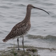 probabile femmina, settembre